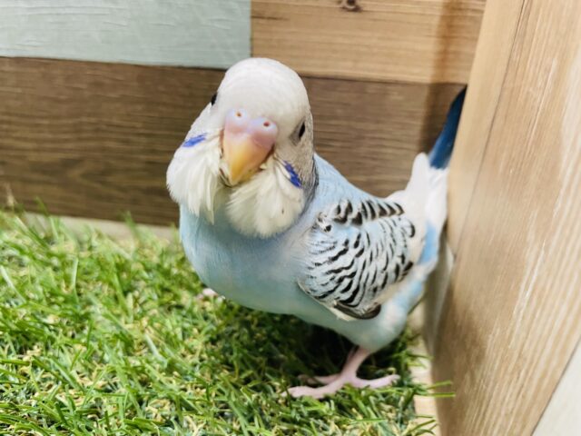 最新画像あります☆どんな時でもカメラ目線は忘れないぞ😏✨セキセイインコパイドカラー❗️