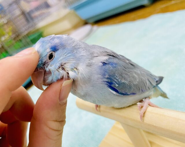 1人餌✨🌟くすみぽさが自慢なの💙シックなブルーが素敵！！！！　マメルリハ　ブルーパイド