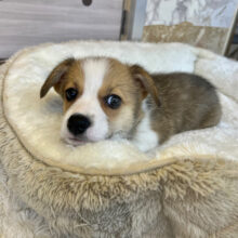 おっとり？！やんちゃ？！💓天使級コーギーきました✨️