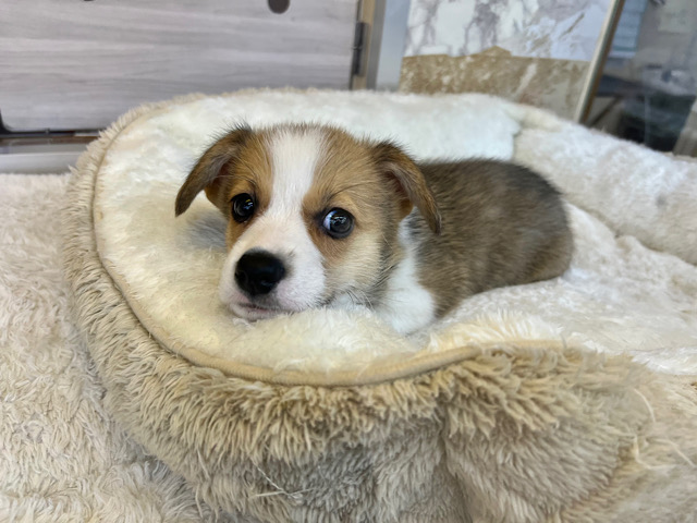 おっとり？！やんちゃ？！💓天使級コーギーきました✨️