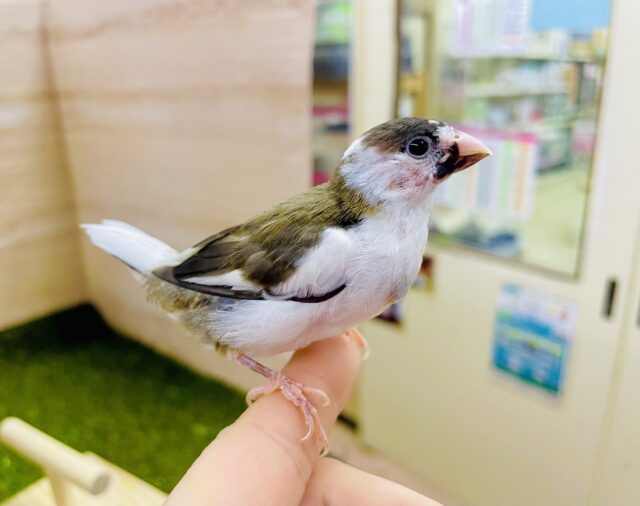 1人餌です✨🌟最新画像になりますよ⭐️オシャレポイント高め✨2色カラーのことりちゃん！　十姉妹　白茶