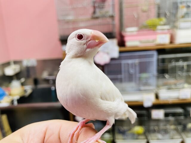 最新画像あります☆ヒナ餌卒業‼️かっこいいお色の体に赤い目の綺麗な子✨シルバーイノ文鳥！！