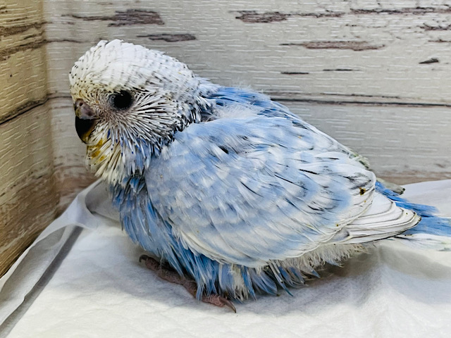 日々の成長が待ち遠しいっ♡ジャンボセキセイインコ(スパングル) ヒナ