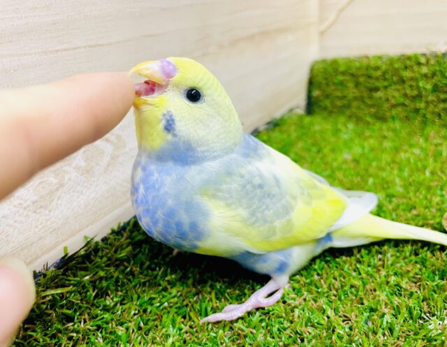 最新画像になりますよ🌟💛💙珍しい💙💛あまり見られない濃いめの色合い！！　セキセイインコ　パステル系　パイド