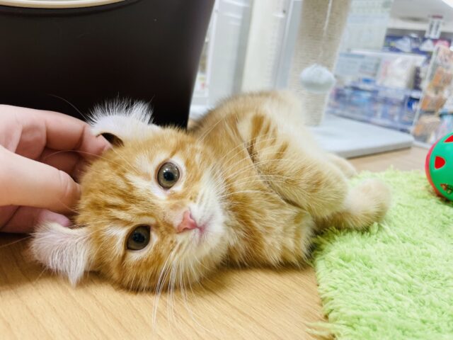 甘々度1000%！？キンカローくん！