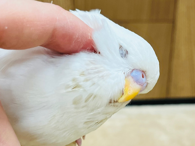 【最新画像更新🪄】銀世界に溶け込んじゃいそう♡ジャンボセキセイインコ(ウイング系) ヒナ