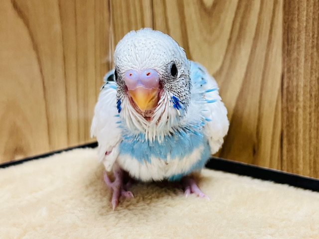 とっとこ〜走るよ🐾走るの大好き！！セキセイインコ(パイド) ヒナ