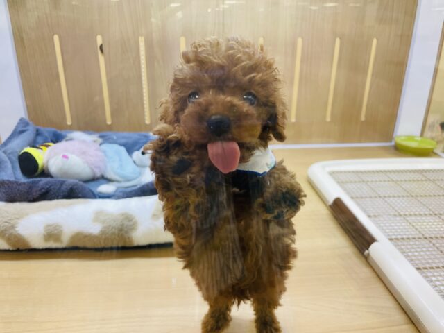 かまってアピールが止まらない怪獣くん❗️トイプードルの男の子❗️