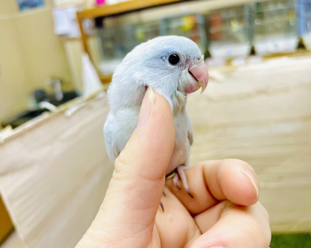 1人餌🩷最新画像になりますよ🌟お空に負けない綺麗な色合い🩵🤍　マメルリハ　アメリカンホワイト　女の子