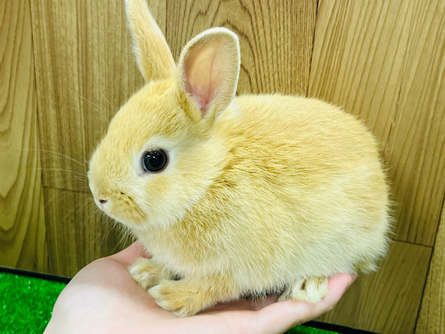 ぬいぐるみみたい🧡ネザーランドドワーフ(オレンジ)男の子