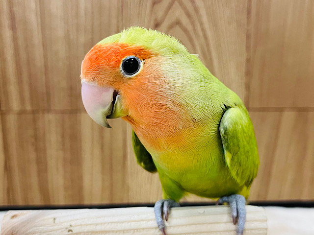 【最新画像更新🪄】優しいカラー🫧美形さん‪☆コザクラインコ(シナモン系)