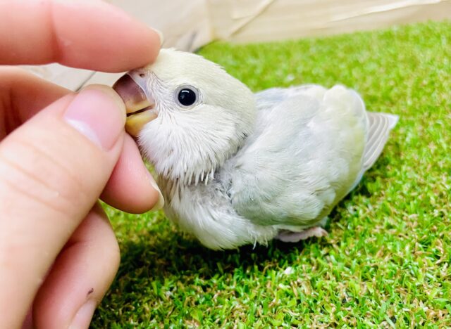 見てよっ！！個性等級ダイヤモンド💎　コザクラインコ　シナモン系