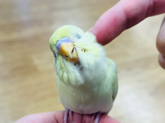 【最新画像更新🪄ひとり餌になりました‪☆】スイッチオンでカキカキエンドレス♡セキセイインコ(クリームハルクイン) ヒナ