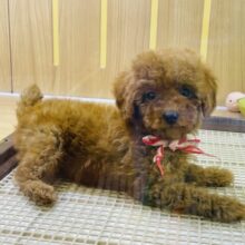 可愛すぎてキュンキュンしちゃう❤️超甘えん坊のトイプーちゃん❗️