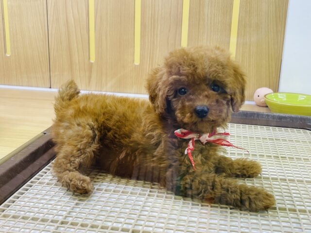 可愛すぎてキュンキュンしちゃう❤️超甘えん坊のトイプーちゃん❗️