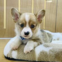 寝るのが大好き❗️だけど、遊ぶのはもーっと大好き❗️元気いっぱいなコーギー君❗️