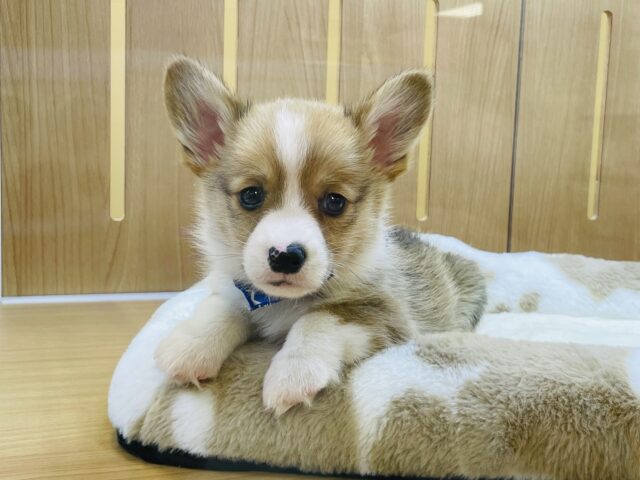 寝るのが大好き❗️だけど、遊ぶのはもーっと大好き❗️元気いっぱいなコーギー君❗️