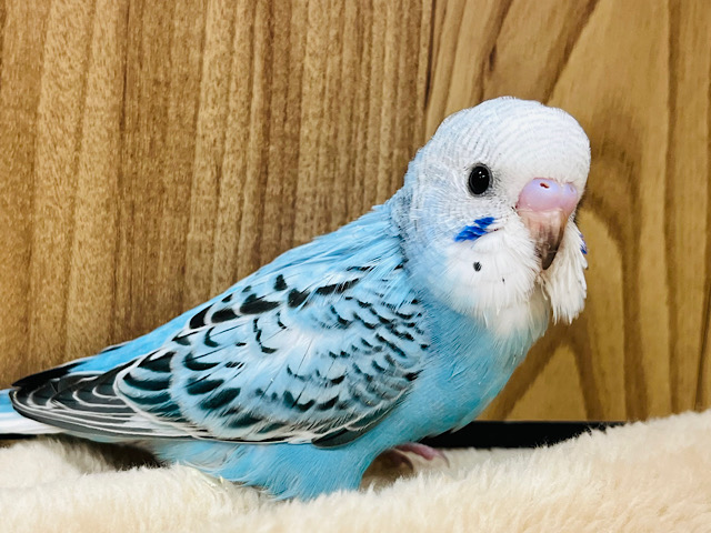 【最新画像更新🪄】目ヂカラたっぷり♡♡セキセイインコ(オパーリン) ヒナ