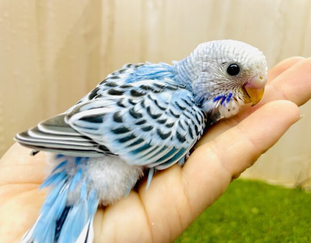 きゅるきゅるパワー全開なのっ🥰きゅるんと可愛いセキセイさん！　セキセイインコ　オパーリン