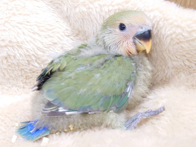 抹茶ラテ🍵はいかがですか？🫧コザクラインコ(ノーマル) ヒナ