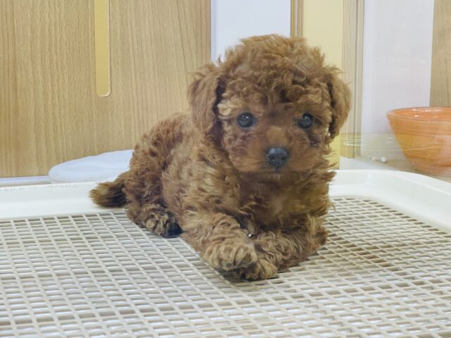 お顔がとってもちっちゃい❗️かまってくれないと泣いちゃうぞ❗️トイプードルの男の子❗️