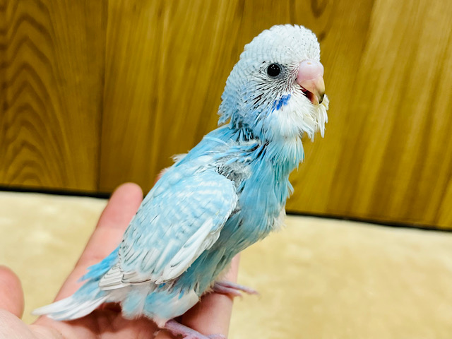 頭の中は食べ物のことでいっぱい！！セキセイインコ(スパングル) ヒナ