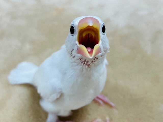 【最新画像更新🪄】クリクリおめめにイチコロだっ♡白文鳥 ヒナ