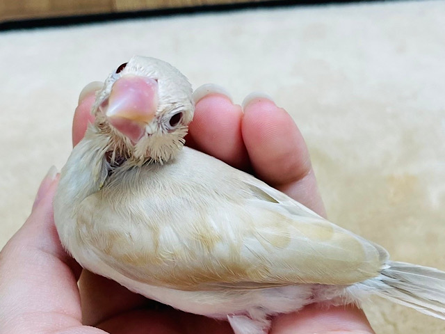 【最新画像更新🪄】ホッと温まるミルクティの妖精さん♡シナモン文鳥 ヒナ