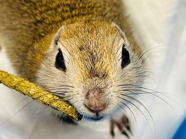 くりくりお目目がチャームポイント🫧リチャードソンジリス（女の子）