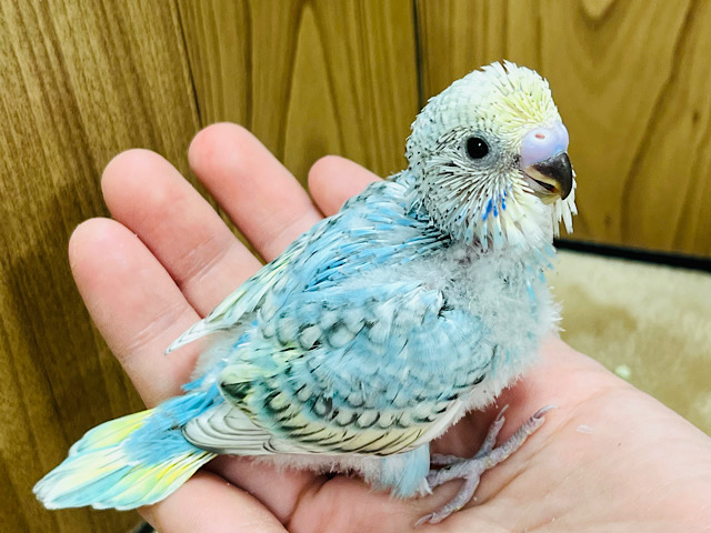 特技は上目遣い♡セキセイインコ(パステルレインボーパイド) ヒナ