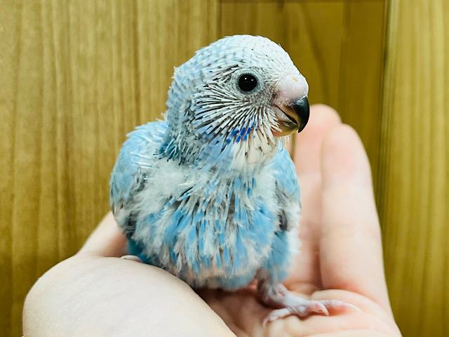 好奇心なら負けないぞ！！セキセイインコ(スパングル) ヒナ