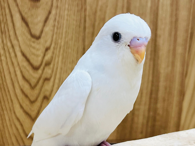 【最新画像更新🪄】ひと足先に初雪感じます⛄❅*॰ॱセキセイインコ(ダブルファクター) ヒナ