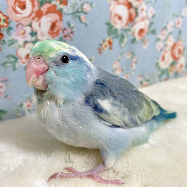 マメルリハ  ターコイズブルーヘビーパイド  男の子  🦋🍋✨.ﾟ･*