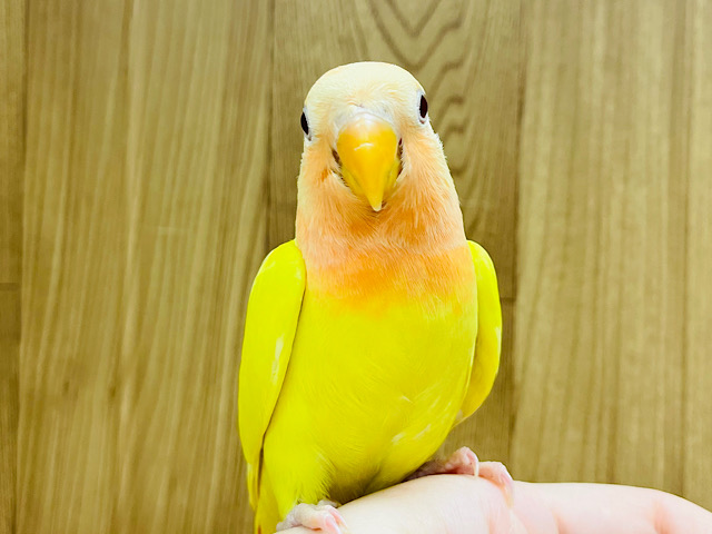 【最新画像更新🪄】好奇心には勝てないの！！コザクラインコ(ルチノーオパーリン) ヒナ