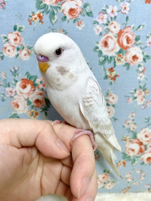 ジャンボセキセイインコ  ウイング系  ‎🤍💐*
