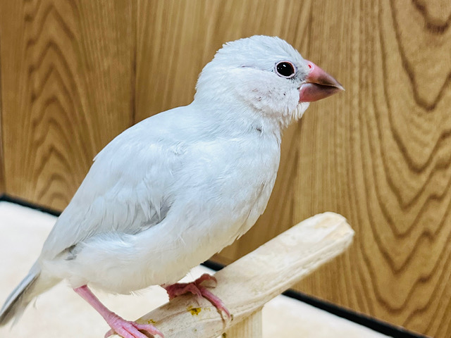 【最新画像更新🪄ひとり餌になりました‪☆】お腹が空いたら別人だ！！！シルバー文鳥 ヒナ
