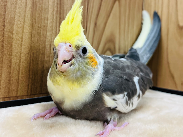 【最新画像更新🪄】シャイなオイラとも仲良くしてね‪☆オカメインコ(パイド) ヒナ