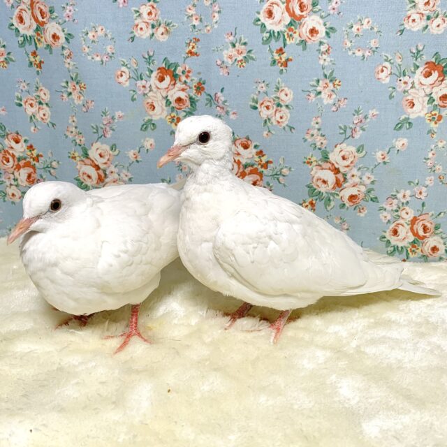 ギンバト  2羽入舎してます🕊🍀.∘