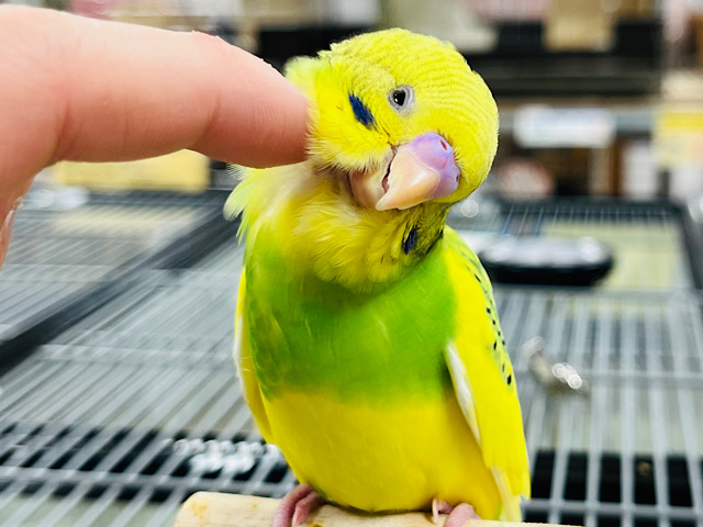 【最新画像更新🪄ひとり餌になりました‪☆】パンジーみたいなお花が咲いたよ🌼セキセイインコ(パイド) ヒナ