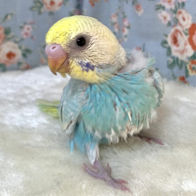 セキセイインコ パステルレインボースパングルセルフ ️🩵💧