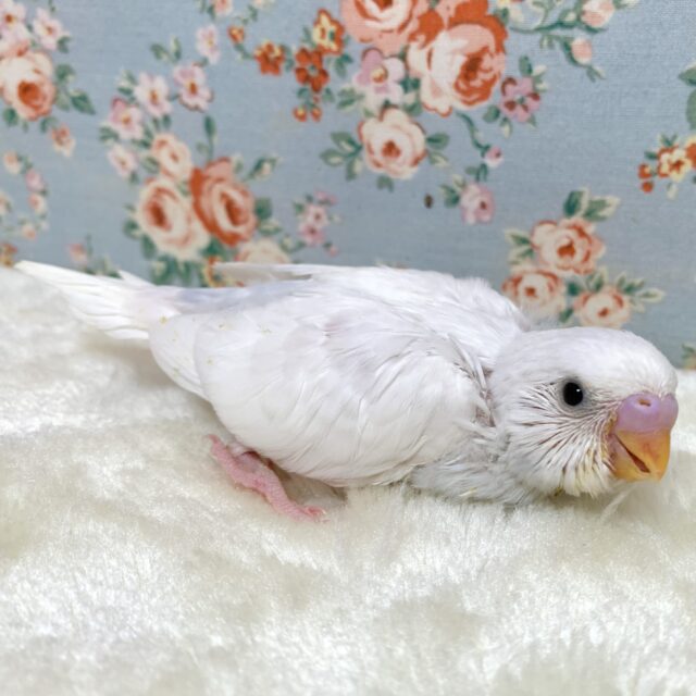 セキセイインコ  ホワイトダブルファクター  ‎🤍( ･θ･)🤍