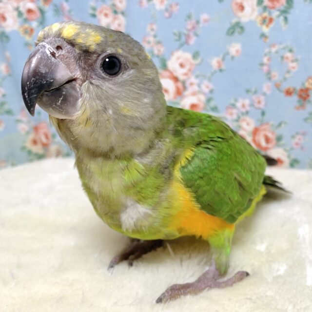 セネガルパロット(ネズミガシラハネナガインコ) 🩶🪶