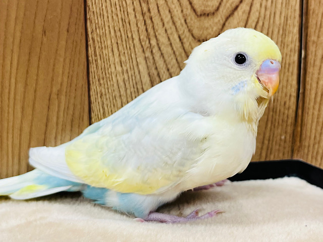 【最新画像更新🪄】淡いカラーに魅力がいっぱい♡セキセイインコ(パステルレインボーパイド) ヒナ