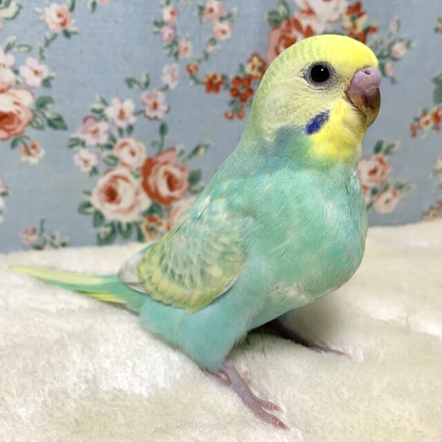 セキセイインコ パステルレインボースパングルセルフ(エメラルドグリーン系) 🌿💎.*