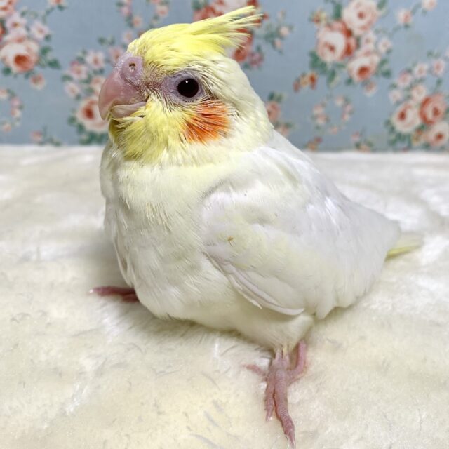 オカメインコ  ルチノー  🐥🍒