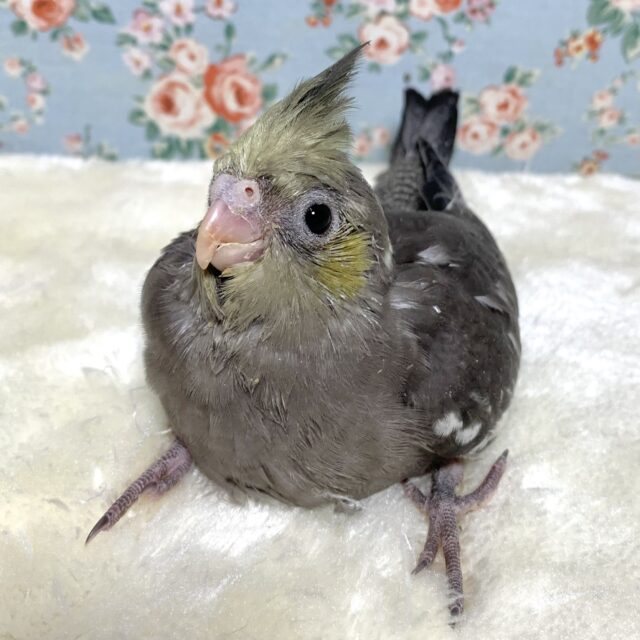 オカメインコ   イエローフェイス  💛🐦💛