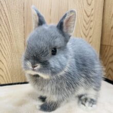 可愛すぎてときめいてます💙ネザーランドドワーフ（ブルーオター）女の子