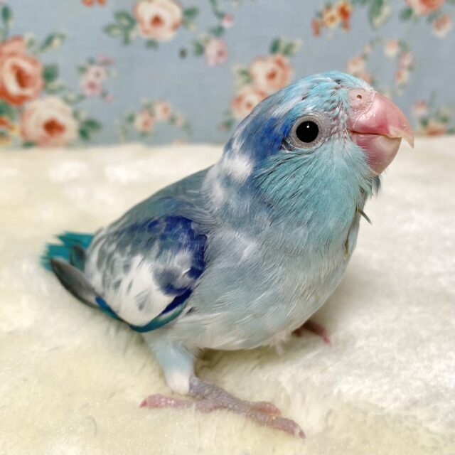 マメルリハ  マーブルパイドブルー  💙🐦‎🤍