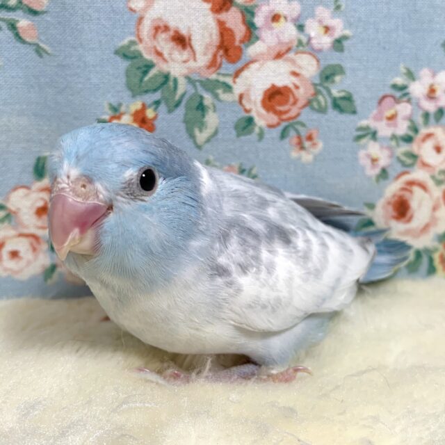 マメルリハ ヘビーパイドブルー ‎🤍🐋🤍