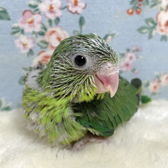 マメルリハ ノーマルグリーン 💚📗